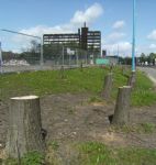 SALFORD PRECINCT TREE CULL